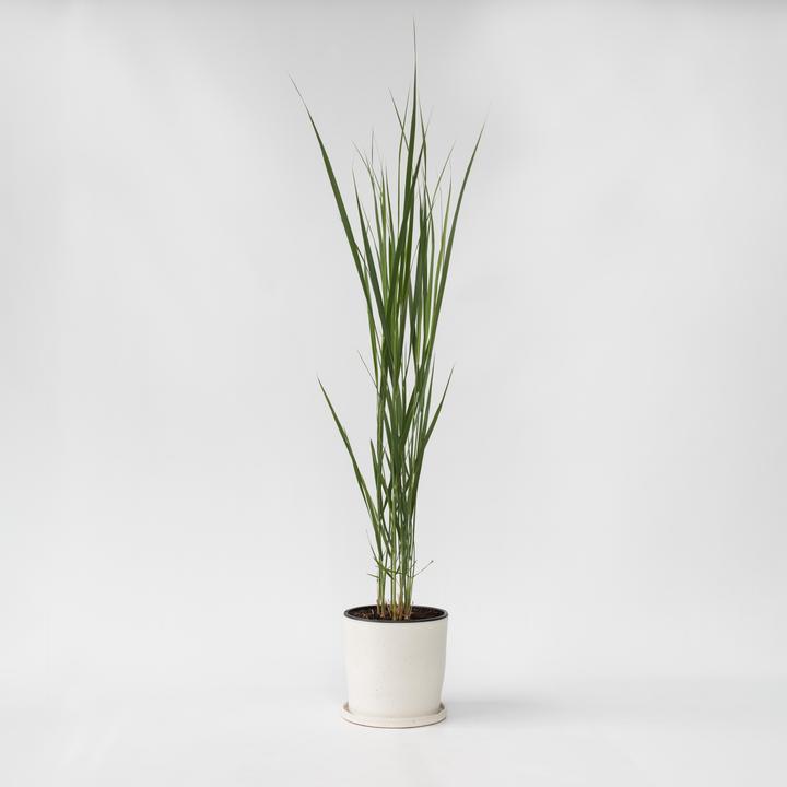 Produktbild Plant in a Box Panicum virgatum 'Northwind' - Schmiele (40 cm)