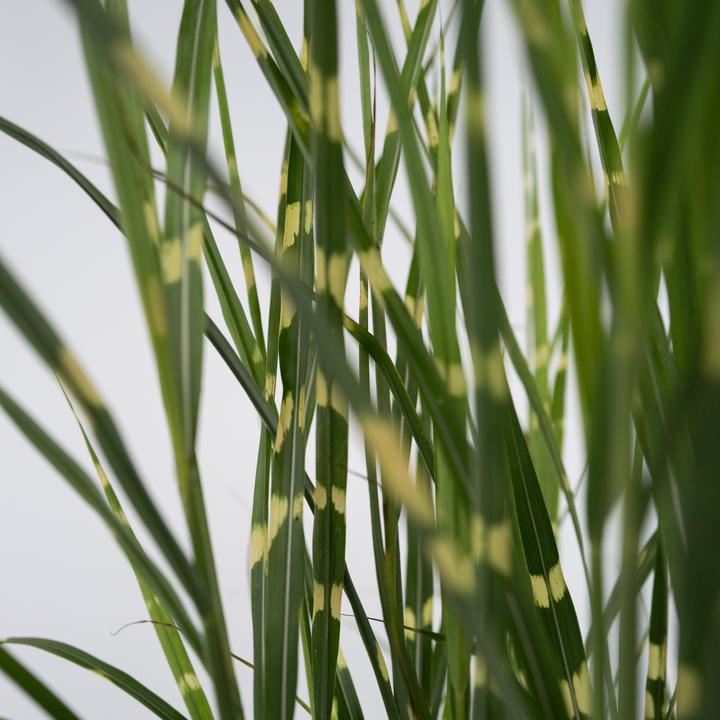 Actual product image Plant in a Box Miscanthus sinensis 'Zebrinus' - Ornamental grass (20 cm)