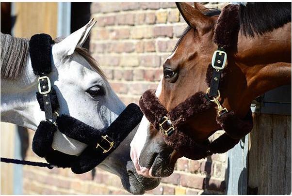 Actual product image Kentucky Horsewear Halter lambskin