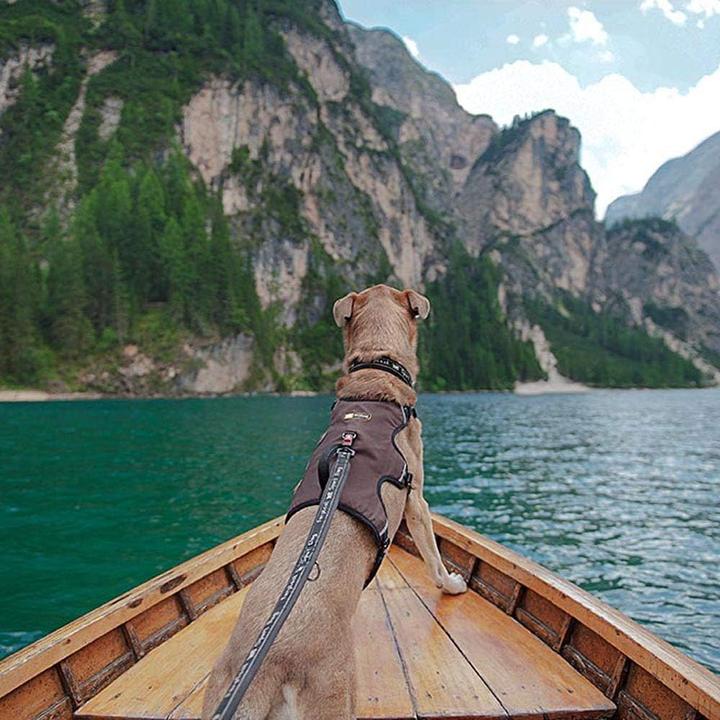 Immagine prodotto Ferplast Imbracatura per cani Ergotrekking (M, Cane, Generale, Passeggiare)