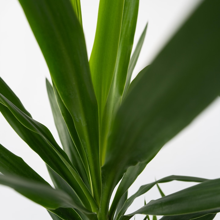 Image du produit Plant in a Box Yucca Elephantipes - Palmlelie (70 cm)