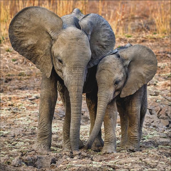 Image du produit Elefanten2026 (30 x 30 cm)