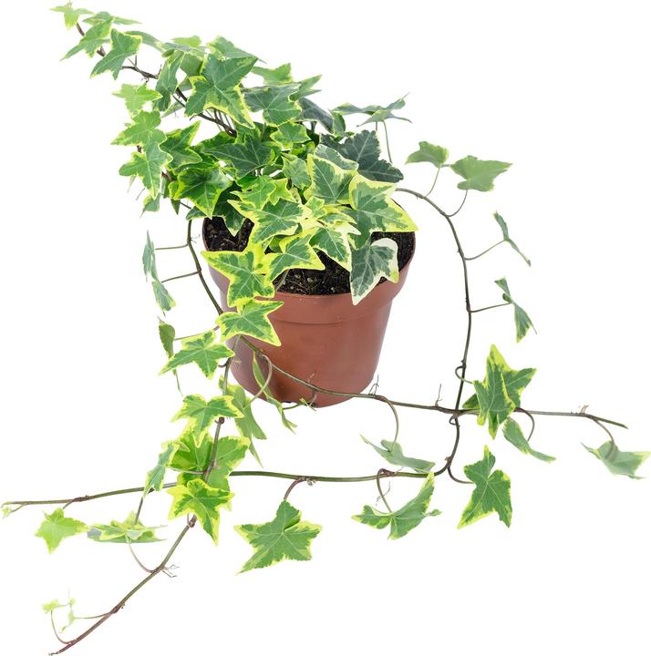 Produktbild Flowerbox Gemeiner Efeu- Hedera helix (15 cm)