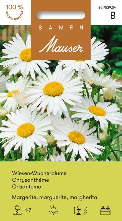 Actual product image Samen Mauser meadow-usury flower, large marguerite (Lawn reseed)