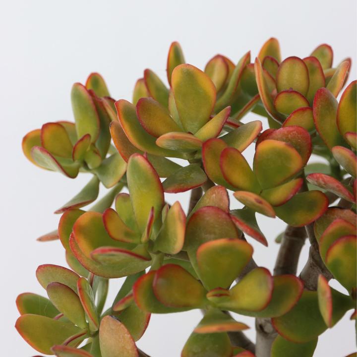 Image du produit Plant in a Box Crassula ovata Sunset - Plante de jade (45 cm)