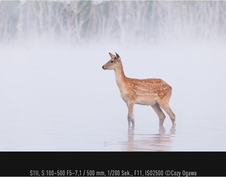 Produktbild Panasonic Lumix S 100-500mm F5-7.1 (L-Mount, Vollformat)