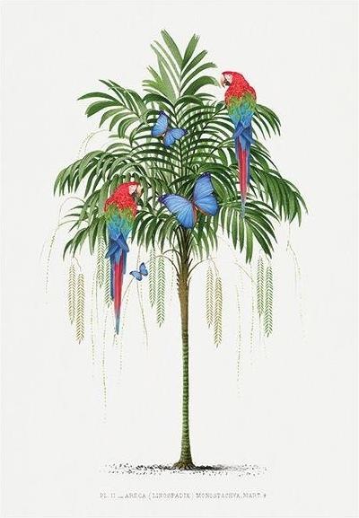 Actual product image Art Group Poster Parrot (60 x 80 cm)