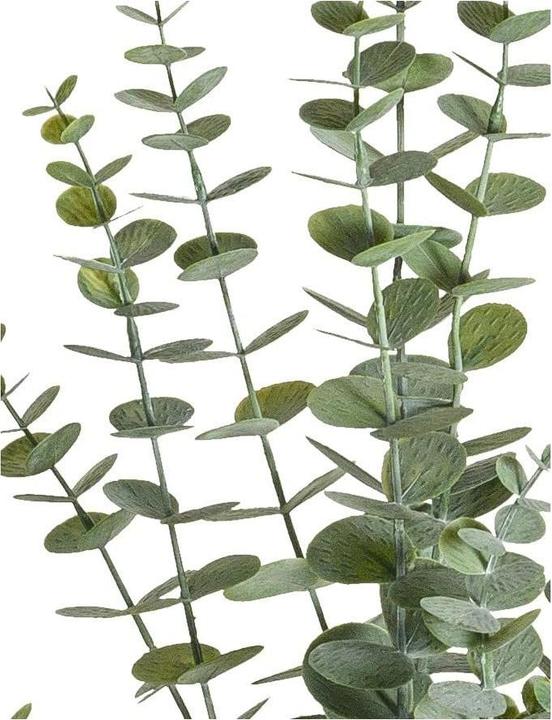 Actual product image Botanic-Haus Eucalyptus (58 cm)