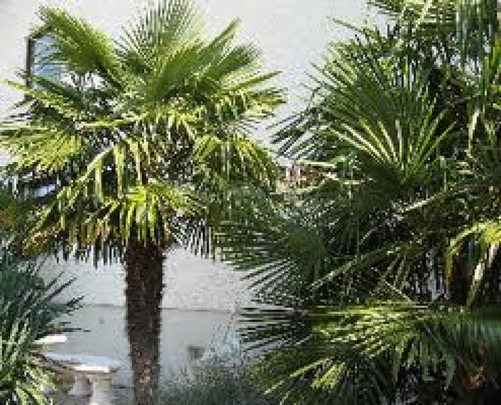 Produktbild Tropica Hanf Palme