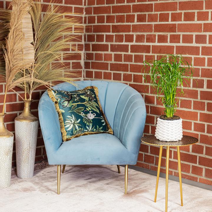 Actual product image Flowerbox Zyperngras - Cyperus alternifolius (Animal friendly)