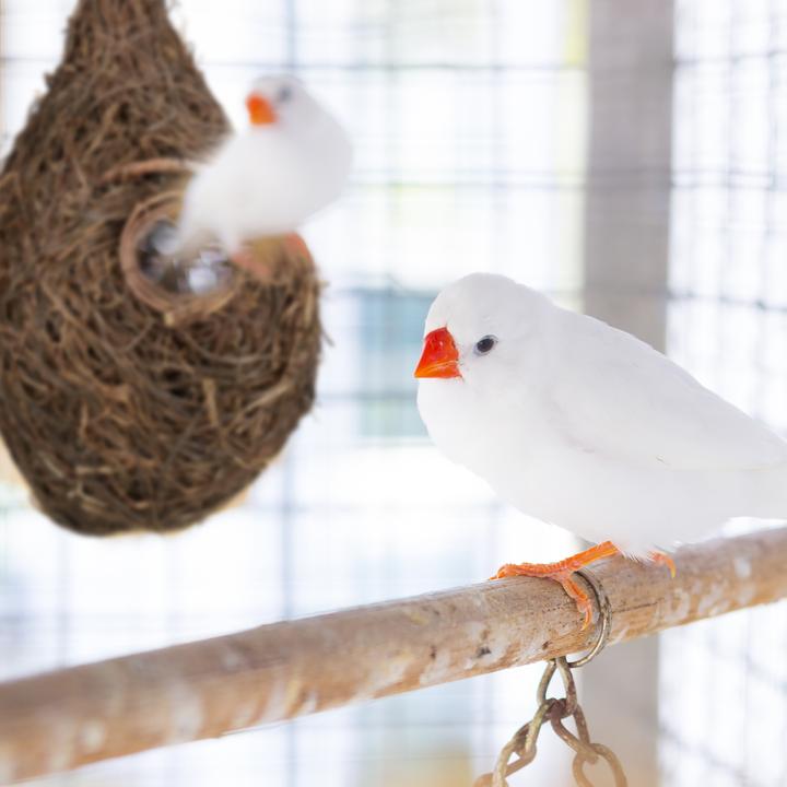 Productafbeelding Relaxdays Vogelnest