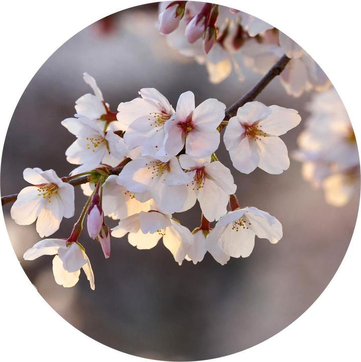 Trenddeko Branche de fleurs de cerisier