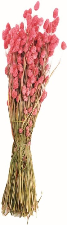 Image du produit Dijk Bunch phalaris (Fleurs séchées)