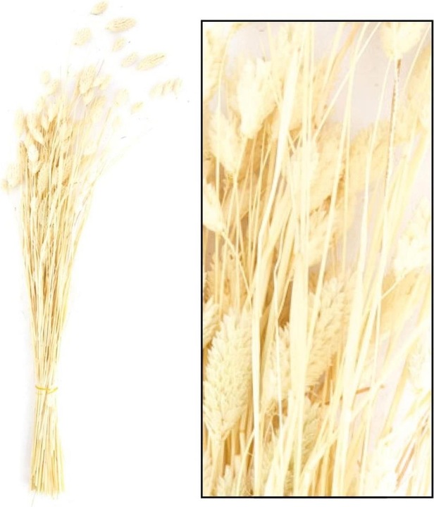 Image du produit Dijk Herbe brillante - Phalaris (Fleurs séchées)