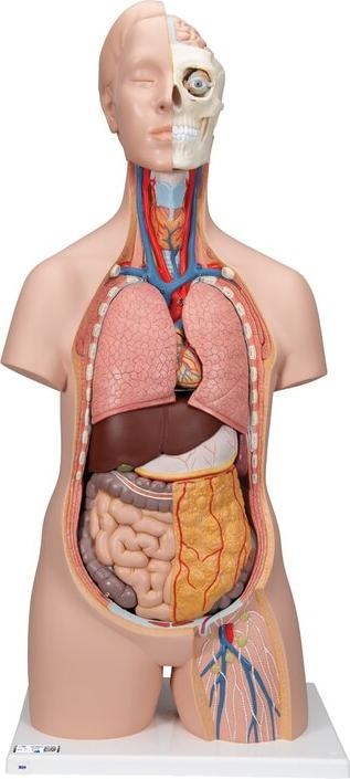 Produktbild 3B Scientific Standard Torso Modell, geschlechtsneutral, 12-teilig