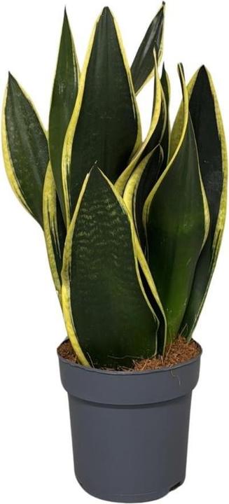 rankhilfe topfpflanzen 3er Set Rankhilfe für 