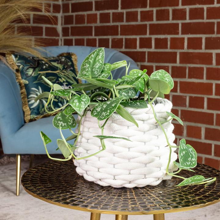 Produktbild Flowerbox Gefleckte Efeutute - Scindapsus pictus 'Argyraeus'
