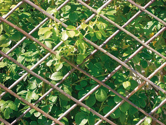 Actual product image Verdemax Extendable grille (180 cm)