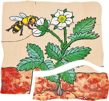 Produktbild Beleduc Erdbeere (30 Teile)