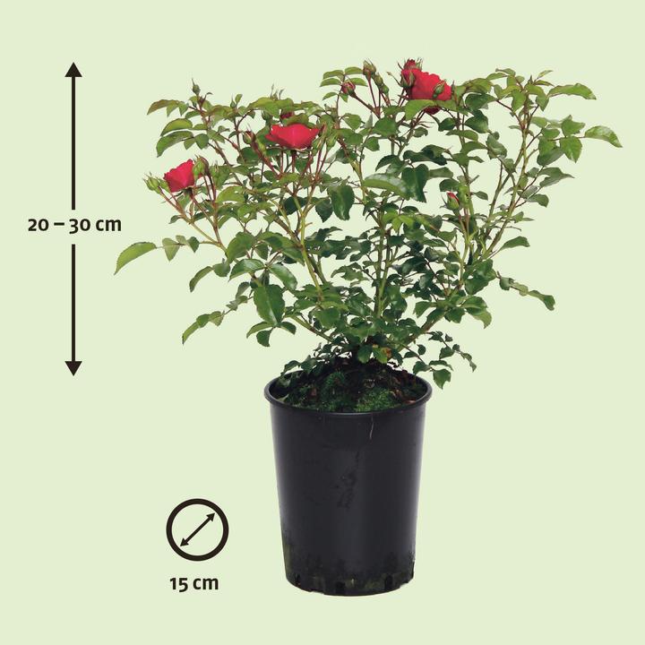 Produktbild Zulauf Bodendeckerrose / Rosa (BD) 'Heidefeuer'® (30 cm)