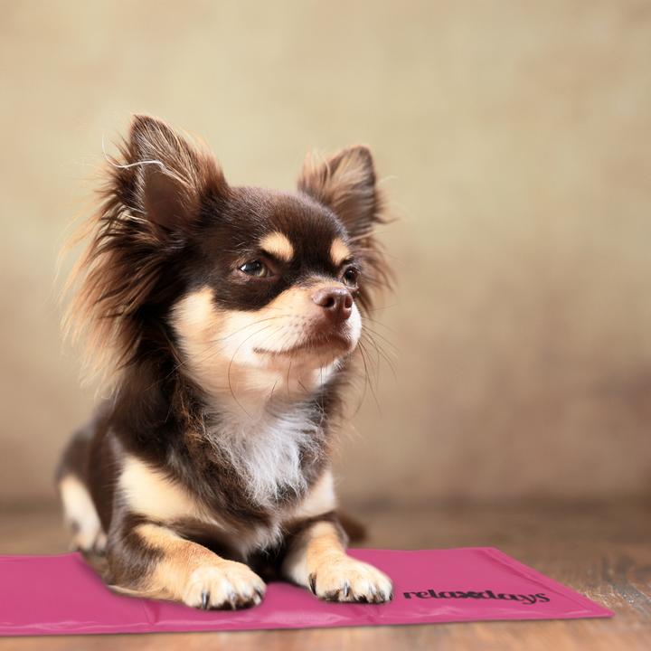 Immagine prodotto Relaxdays Tappetino refrigerante, cane (Cane)