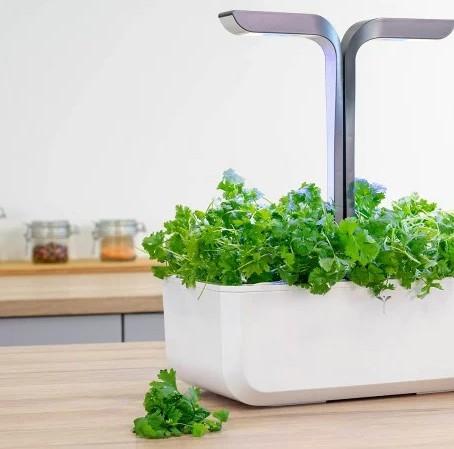Immagine prodotto Véritable Bio-Petersilie (glatt) (Semi di erbe)