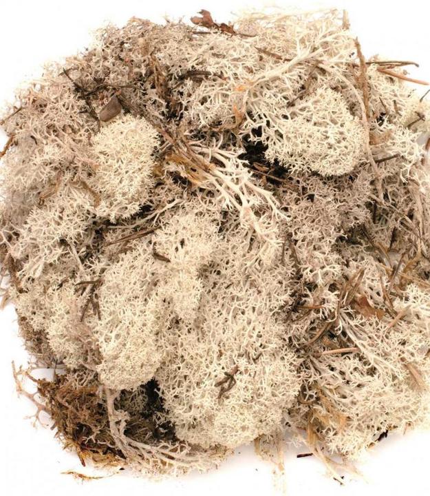 Produktbild Glorex Islandmoos