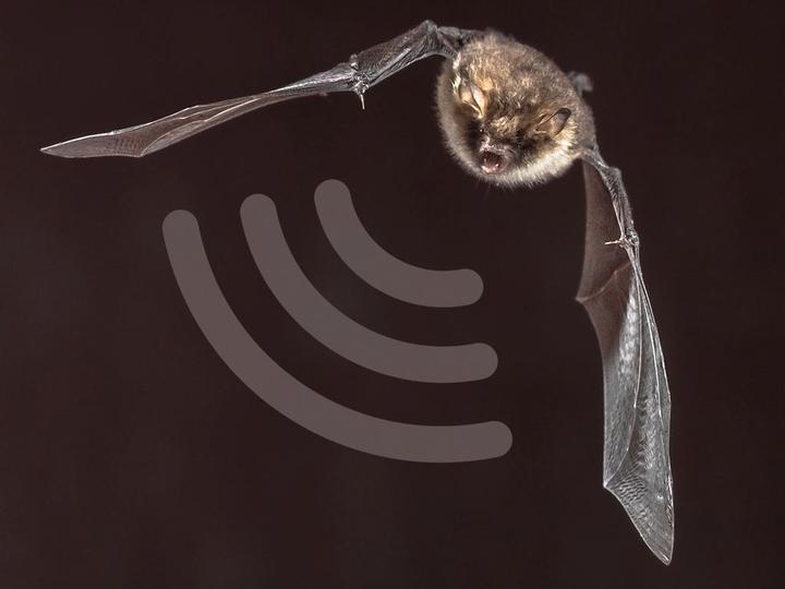 Actual product image Whadda Stereo Ultrasonic Sound and Bat Detector