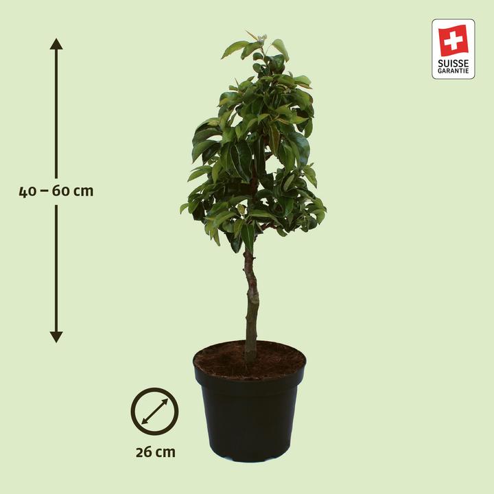 Actual product image Zulauf Dwarf pear (50 cm)