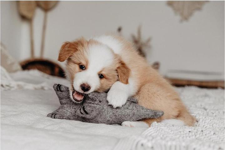 Immagine prodotto Hunter Cane giocattolo Eiby Elefante (Cane di peluche)