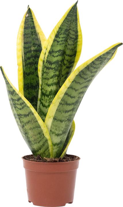 Produktbild Flowerbox Bogenhanf - Sansevieria trifasciata Superba (30 cm)