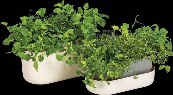 Image du produit Plastia Blumenkasten mit Untersetzer Tolita 31 cm (1.60 cm)