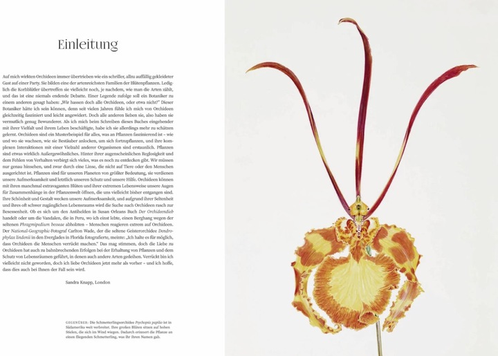 Actual product image Orchideen (German, Sandra Knapp, 2022)