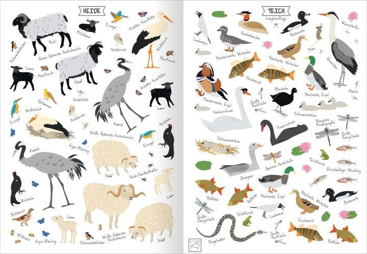 Produktbild Naturforscher-Kids – Stickerheft Heimische Tierwelt (300 Sticker)