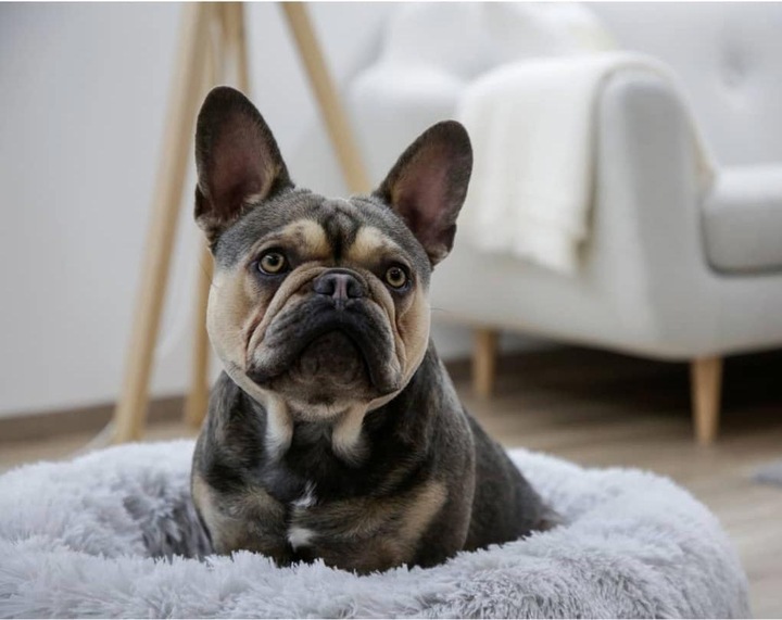 Immagine prodotto Kerbl Soffice (Cane)
