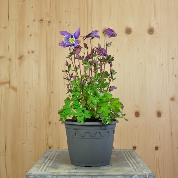 Actual product image Säntispracht Set of 2, columbine, the annual joy of spring - Aquilegia vulgaris Purple Blue