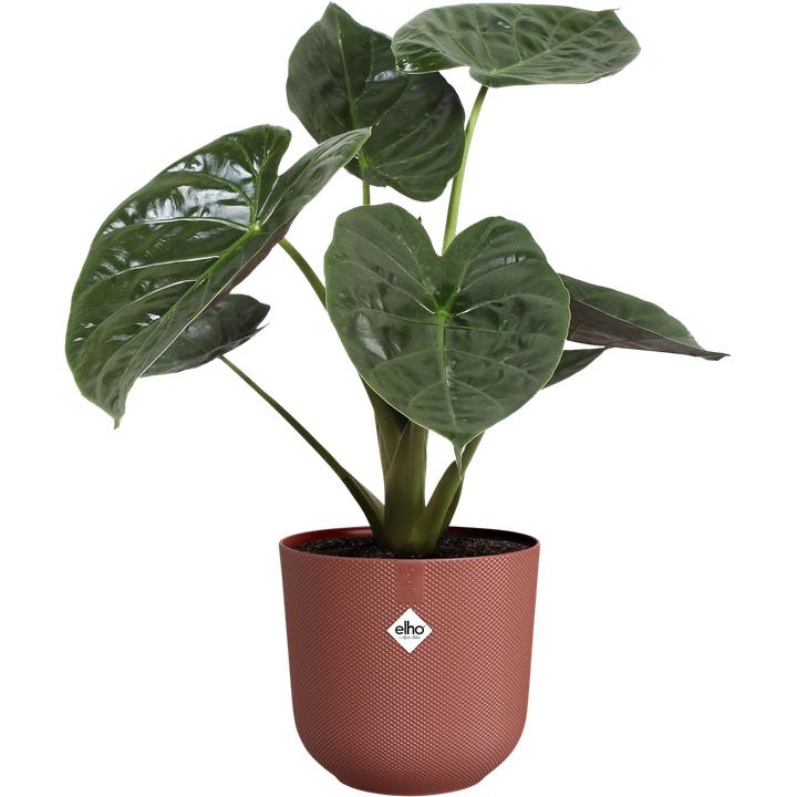 Produktbild Elho Jazz Rund (30 x 27.50 cm)