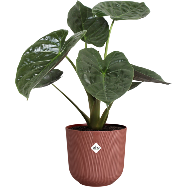 Actual product image Elho Jazz Round (29.50 cm)