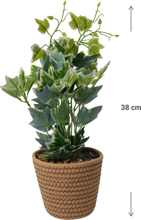 eibe sorten Gemeine Eibe (Taxus baccata) | 100-125 cm im Topf