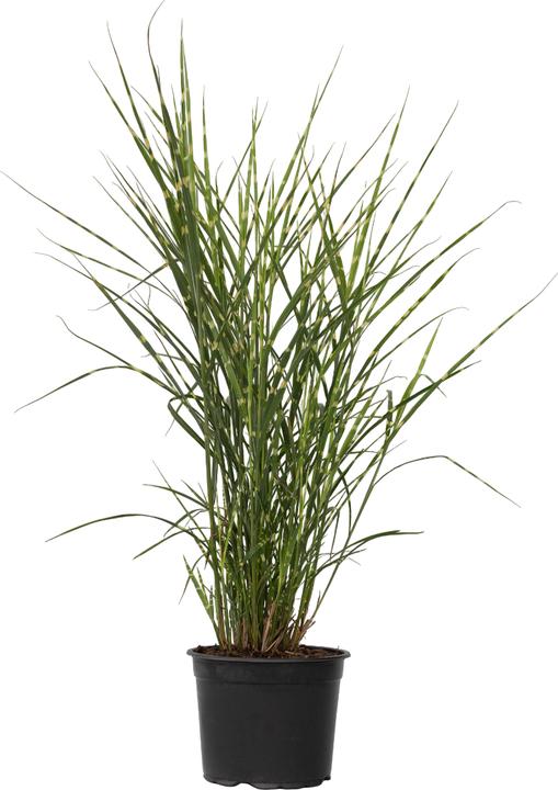 Actual product image Plant in a Box Miscanthus sinensis 'Zebrinus' - Ornamental grass (20 cm)