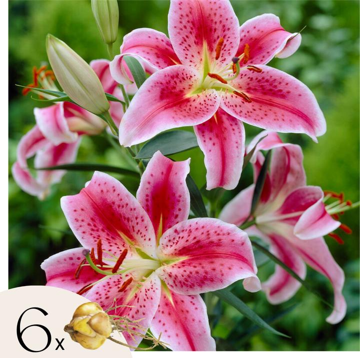 Immagine prodotto Plant in a Box Lilium orientalis 'Stargazer' - set di 6 gigli (10 cm)