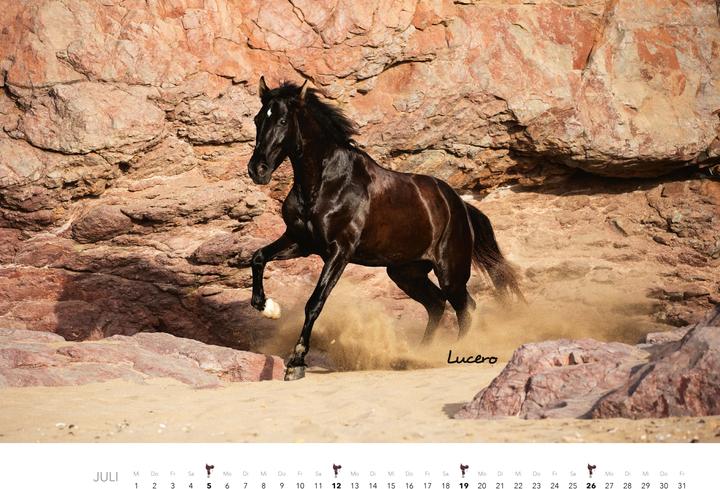 Produktbild Pferde Kalender 2026 Wandkalender