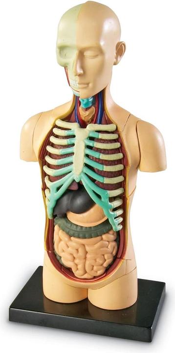 Produktbild Learning Resources LER3336 Anatomie-Modell Körper