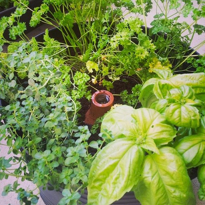 Produktbild Bio Green Hydro Max L (Tonkegel)