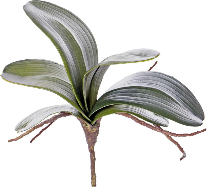 Image du produit Luwatex Feuilles d'orchidées (28 cm)