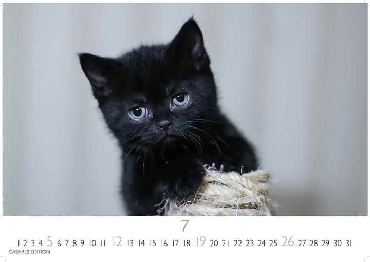 Immagine prodotto Funny Cats 2026 S 24x35cm (24 x 35 cm)