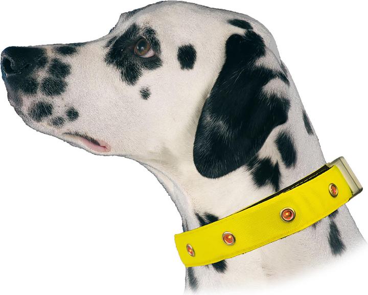 Swisspet Collare di luce LED 20mm/35-50cm (M, Cane, Generale)