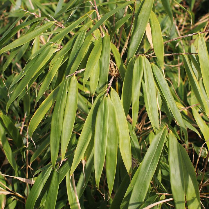 Immagine prodotto Zulauf Garten-Bambus / Fargesia robusta 'Pingwu' (60 cm)