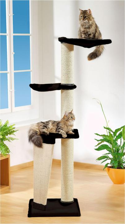 Image du produit Swisspet Pise (155 cm, Noir)