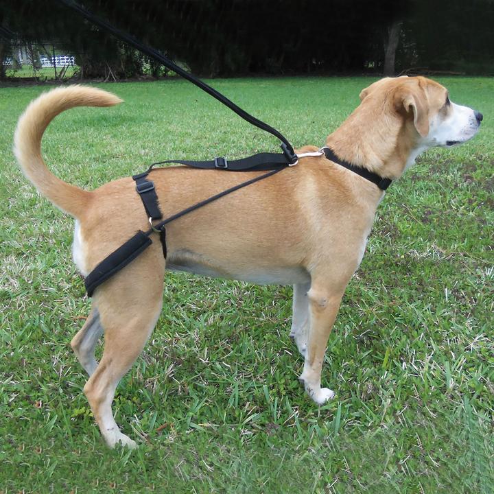 Image du produit Dr. Horgan Horgan Harness Harness d'éducation (XL, Chien, Général)